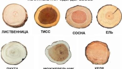 Photo of Уникальные особенности декоративных свойств легкой древесины