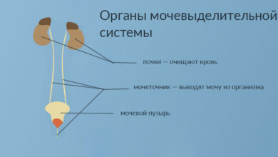 Photo of Общая информация о показаниях и противопоказаниях для проведения урофлоометрии