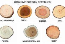 Photo of Особенности светлых пород древесины